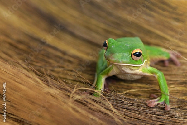 Fototapeta Whitelips tree frog
