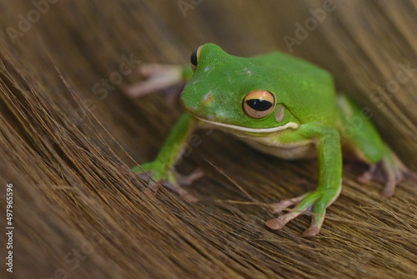 Obraz Whitelips tree frog