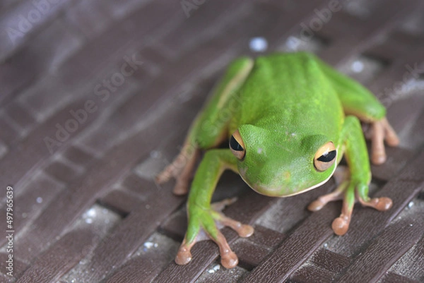 Obraz Whitelips tree frog