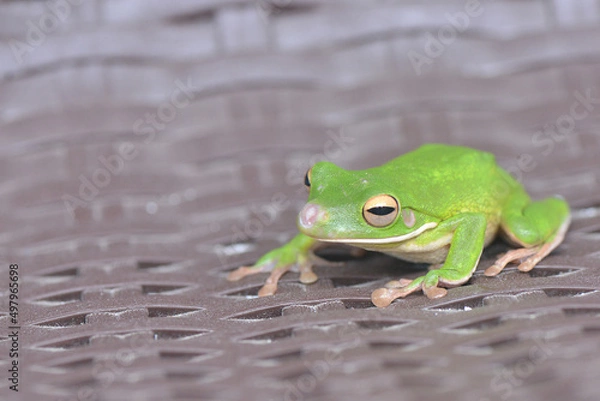 Obraz Whitelips tree frog