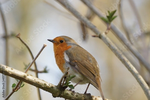 Obraz Robin on a branch