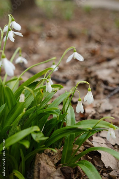 Fototapeta Snowdrops - the first spring flowers in the park