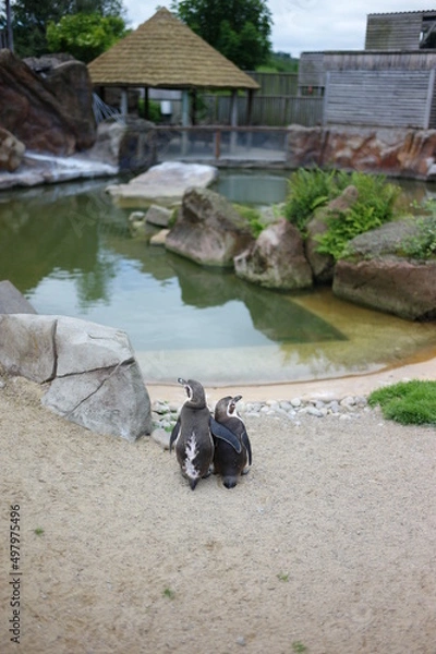 Obraz two penguins in the zoo