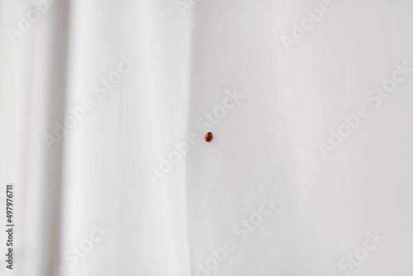 Obraz Ladybug walking through the white curtain by the window at home