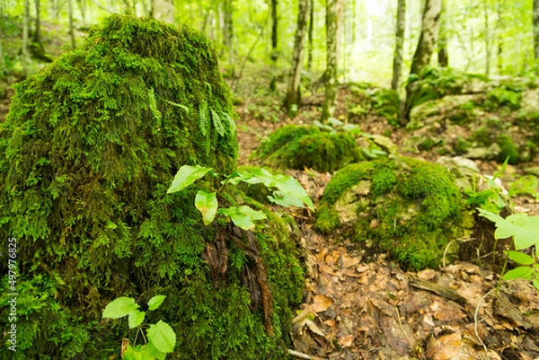 Fototapeta in the mountains of Chechnya in the spring in a picturesque forest