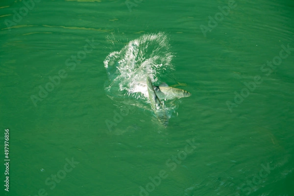 Fototapeta Dancing fish in a crystal clear mountain lake