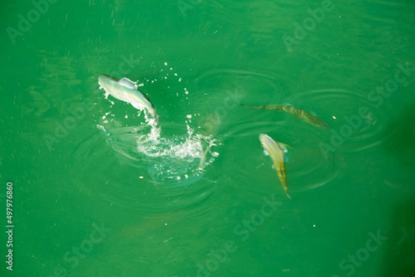 Fototapeta Dancing fish in a crystal clear mountain lake