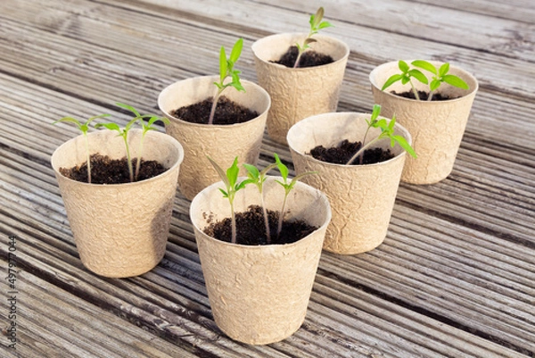Fototapeta Small tomato seedlings in biodegradable peat pots on a wooden surface.