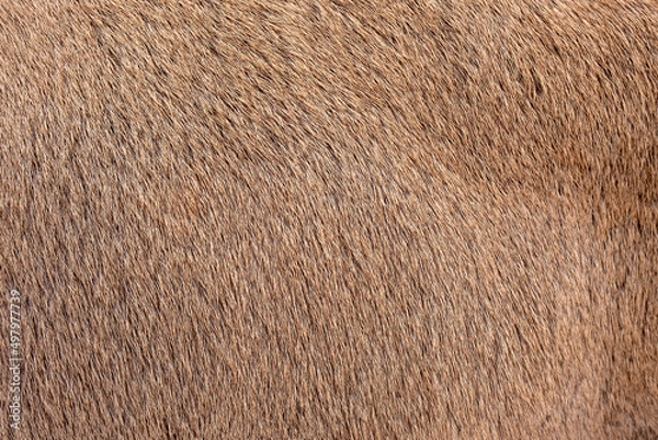 Fototapeta Redhead brown fur background, fur pile texture. Real deer skin. Nature animal body patterns close-up. Selective focus. Copy space.