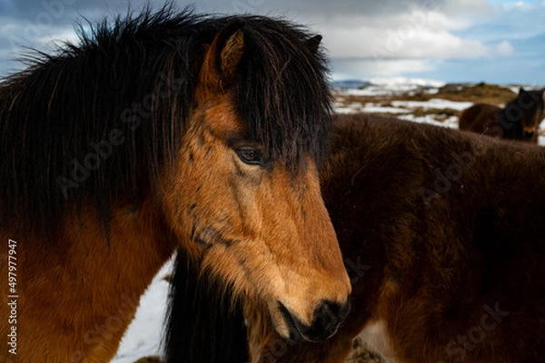 Obraz Icelandic Horse