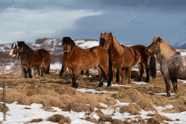 Obraz Icelandic Horse