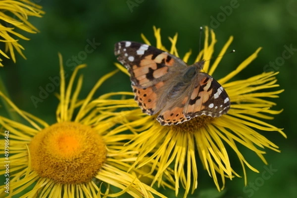 Obraz butterfly on flower
