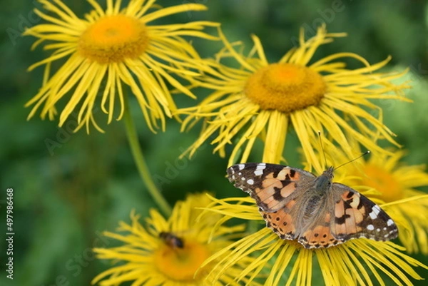 Obraz butterfly on a sunflower