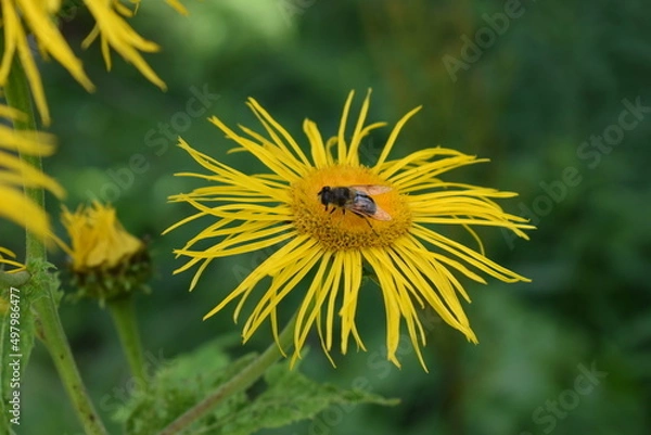 Obraz bee on dandelion
