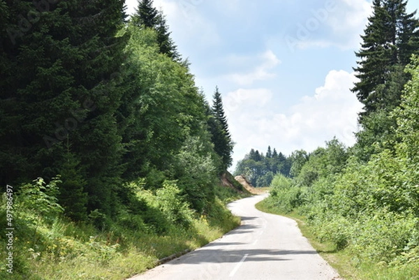 Obraz path in the forest