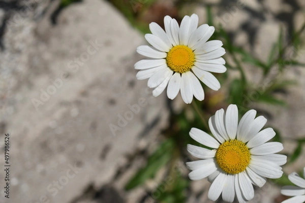 Obraz daisies in a garden