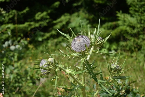 Obraz seed head