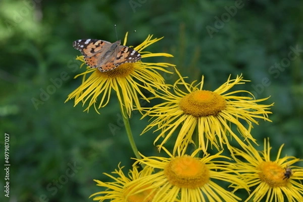 Obraz butterfly on flower