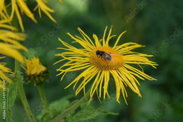 Obraz bee on dandelion