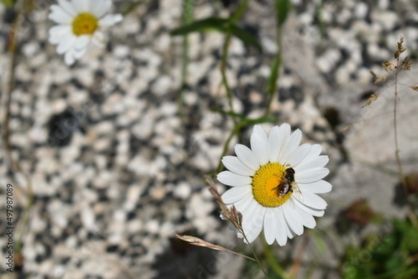 Obraz bee on chamomile
