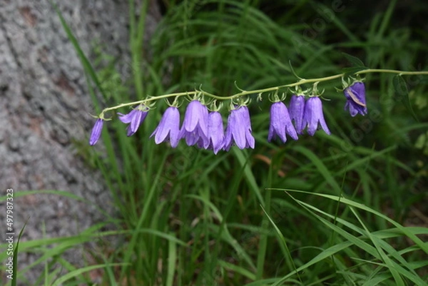Obraz purple crocus flowers