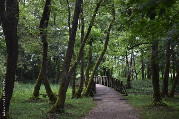 Obraz path in the forest