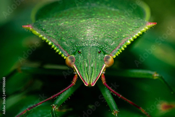 Obraz A bug's eye view