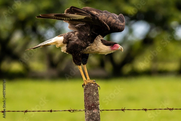 Obraz Cara Cara taking off