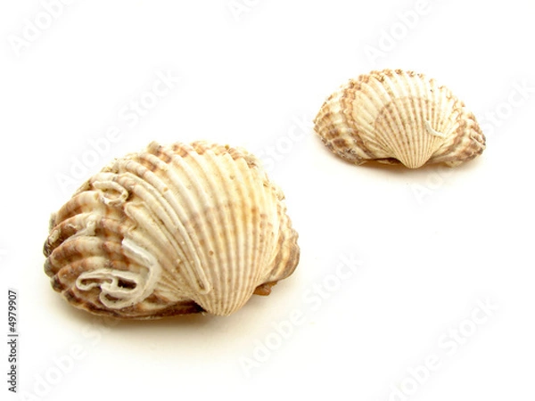 Obraz Sea shells