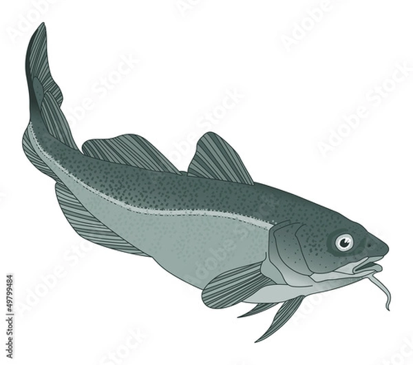 Obraz codfish