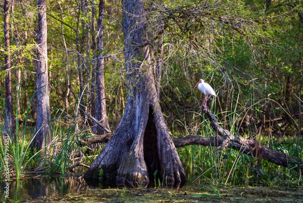 Obraz Ibis Wakulla Springs
