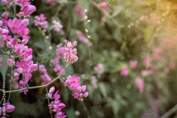 Fototapeta Pink flowers creeping up along the walls with a delicate fragrance. can grow naturally