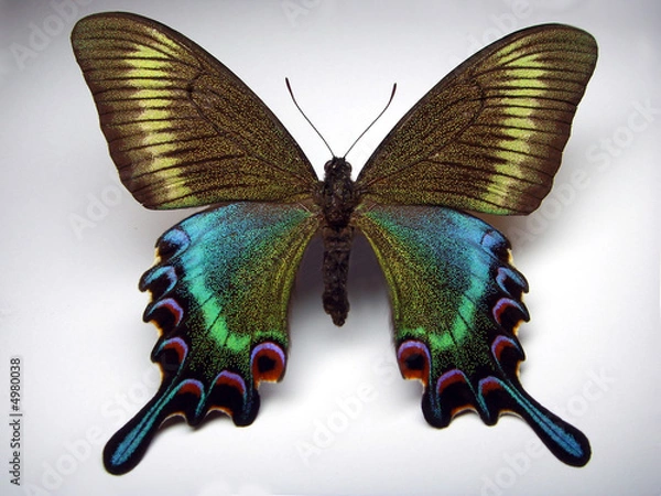 Fototapeta Black swallowtail.
