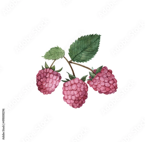 Fototapeta Red raspberries on a branch with green leaves, watercolor illustration of natural berries on an isolated white background