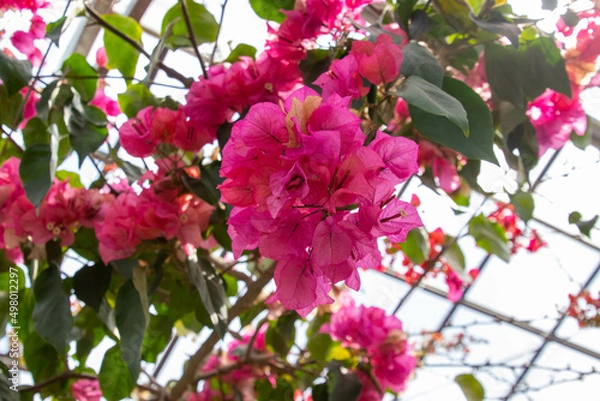 Obraz 色鮮やかなブーゲンビリア