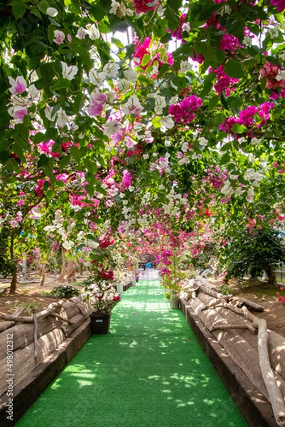 Obraz 色鮮やかなブーゲンビリア