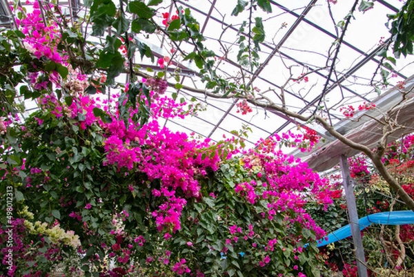 Obraz 色鮮やかなブーゲンビリア