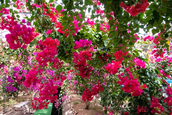 Obraz 色鮮やかなブーゲンビリア