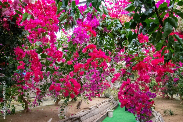 Obraz 色鮮やかなブーゲンビリア