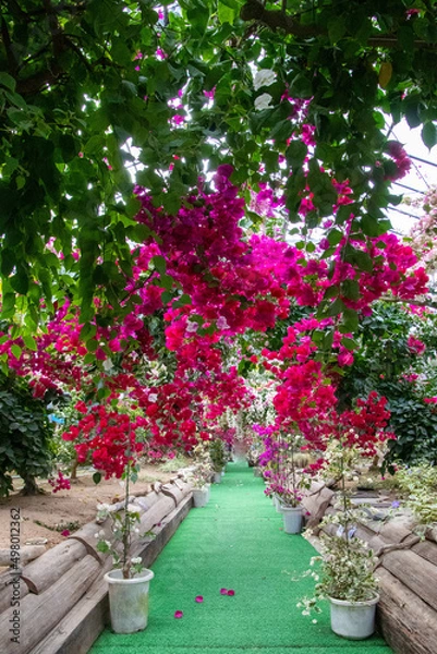 Obraz 色鮮やかなブーゲンビリア