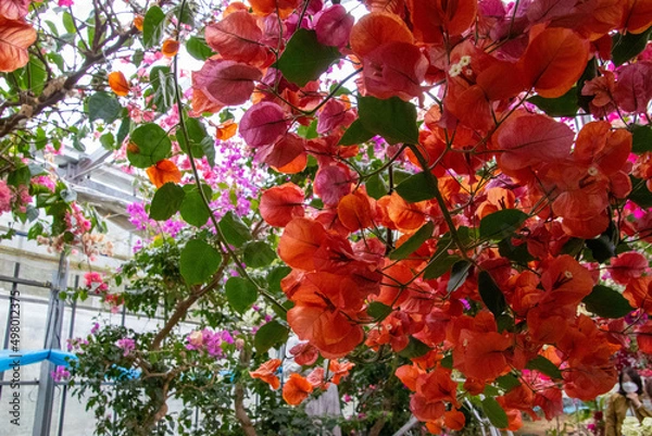 Obraz 色鮮やかなブーゲンビリア