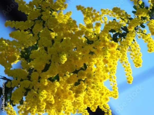 Fototapeta 百合が原公園のギンヨウアカシア