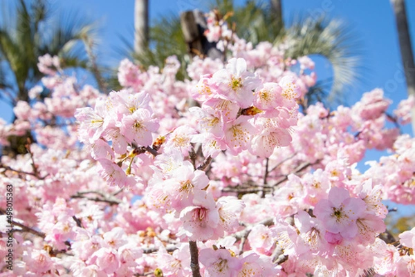 Obraz 春の綺麗な桜