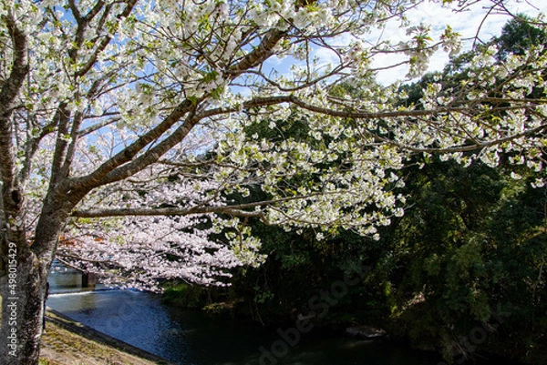 Obraz 春の綺麗な桜