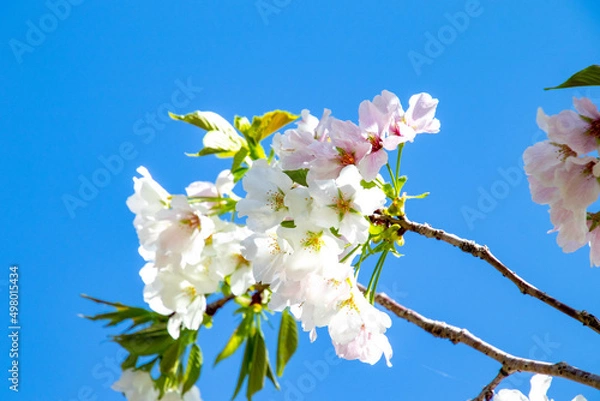 Obraz 春の綺麗な桜