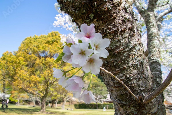 Obraz 春の綺麗な桜