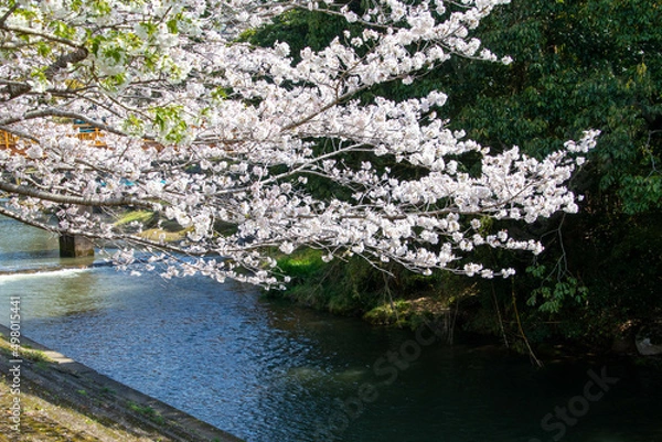 Obraz 春の綺麗な桜
