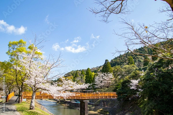 Obraz 春の綺麗な桜