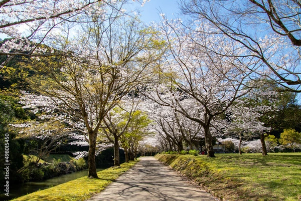 Obraz 春の綺麗な桜