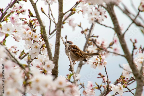 Obraz 野生のスズメと桜
